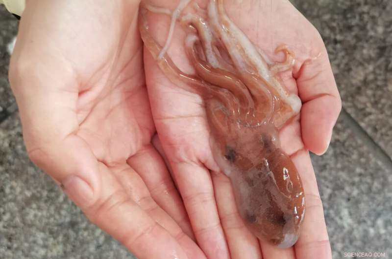 Scientists Identify New Chinese Octopus Species, Debunking Common Misconceptions
