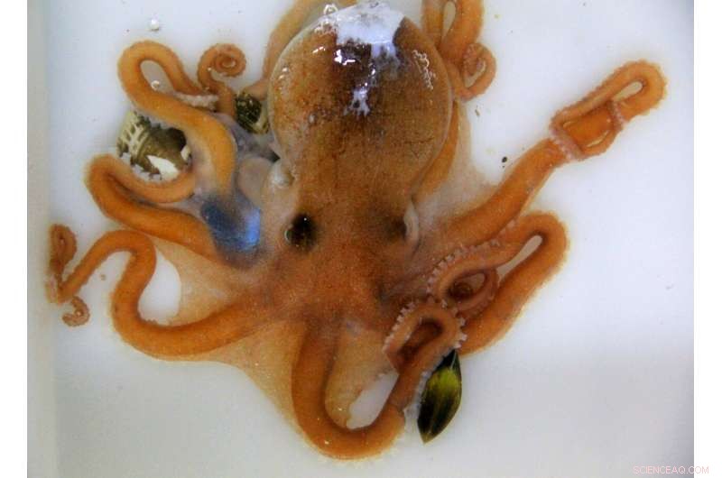 Scientists Identify New Chinese Octopus Species, Debunking Common Misconceptions