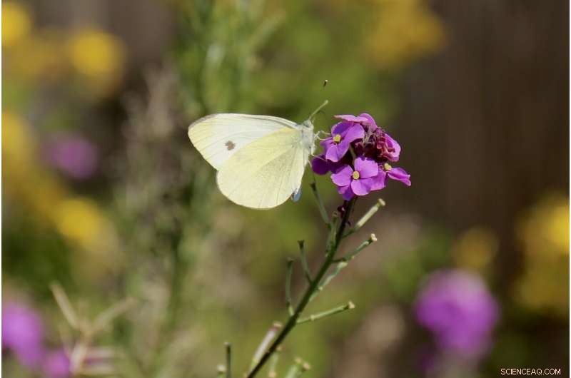 Warming Climate Triggers Smaller Butterflies, Threatening Pollination and Food Security