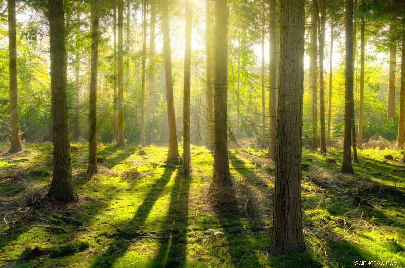 Unlocking Agroforestry: Proven Steps to Boost Tree Coverage on Farmland