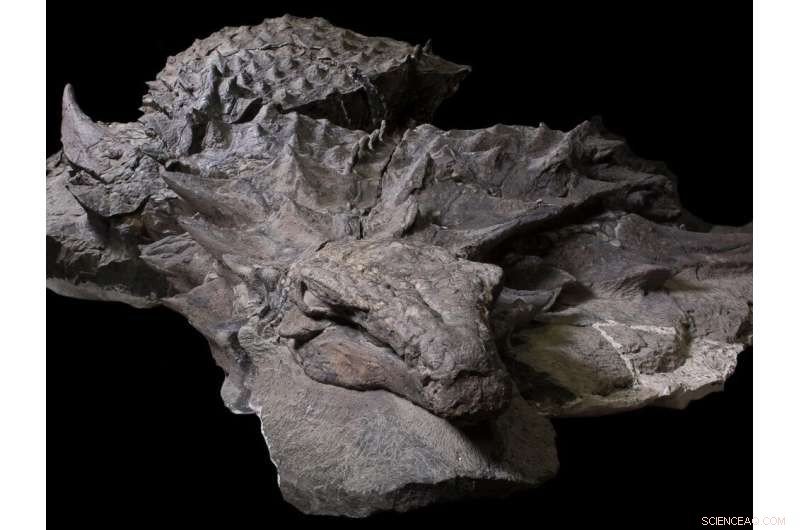 Scientists Uncover Rare Dinosaur Mummy, Among World s Most Preserved Specimens