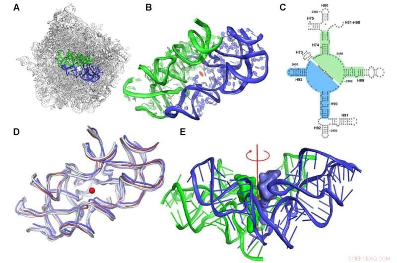 Exploring Life s Origins: The Role of RNA Pocket in Protoribosome Function