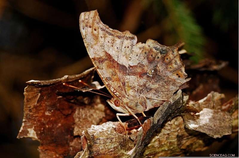 How Effective Is Animal Camouflage? Insights from a Brazilian Study