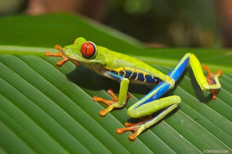 Red‑Eyed Treefrogs Combine Sound and Vibration to Attract Mates and Signal Aggression