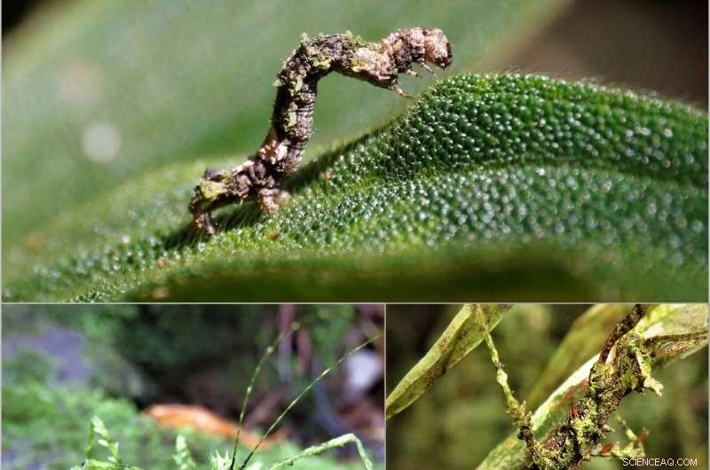 Tropical Insects Highly Sensitive to Climate Shifts