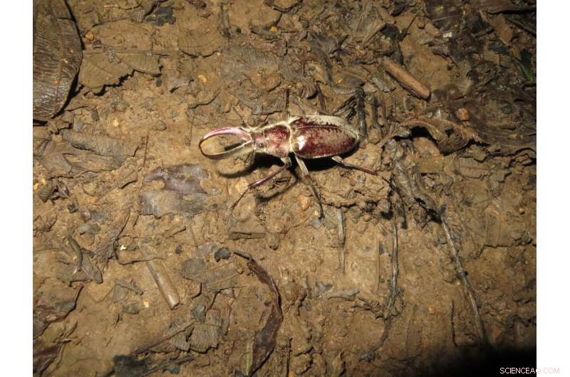 Tropical Insects Highly Sensitive to Climate Shifts