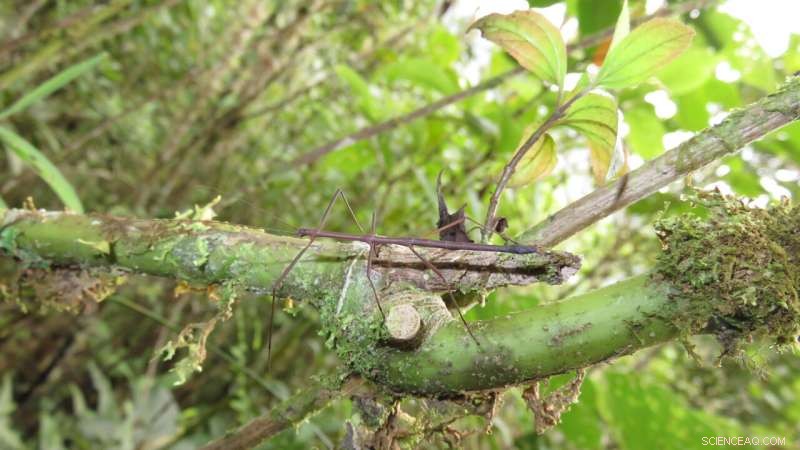 Tropical Insects Highly Sensitive to Climate Shifts