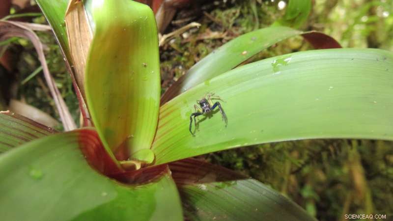 Tropical Insects Highly Sensitive to Climate Shifts