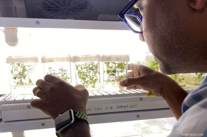 Wild Potato Relatives Show Promise in Battling Zebra Chip Disease