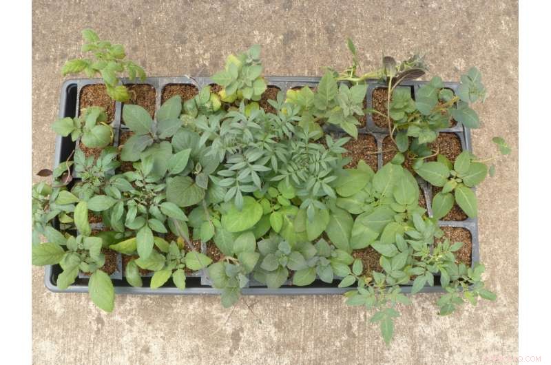 Wild Potato Relatives Show Promise in Battling Zebra Chip Disease