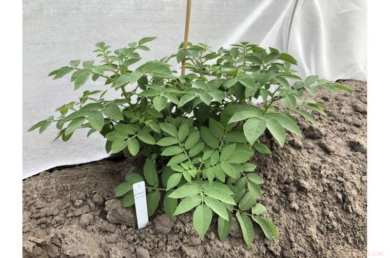 Wild Potato Relatives Show Promise in Battling Zebra Chip Disease
