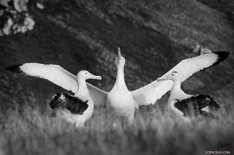 Study Finds Shy Male Albatrosses More Likely to Divorce
