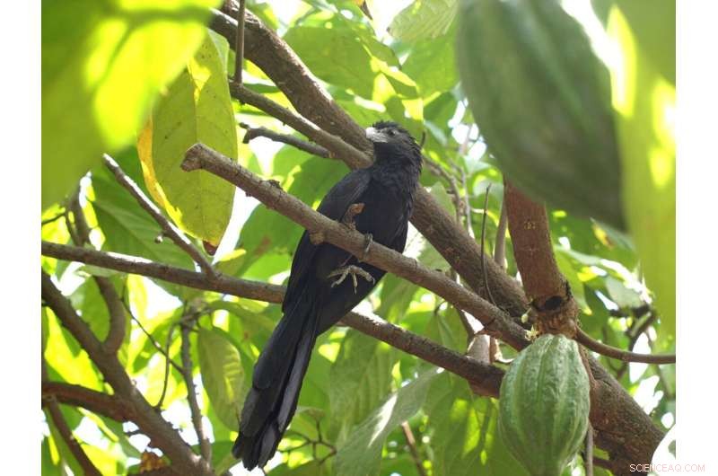 Scientists Uncover Key Factors Boosting Organic Cacao Yields