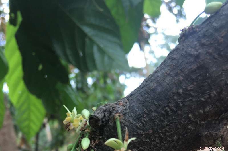 Scientists Uncover Key Factors Boosting Organic Cacao Yields