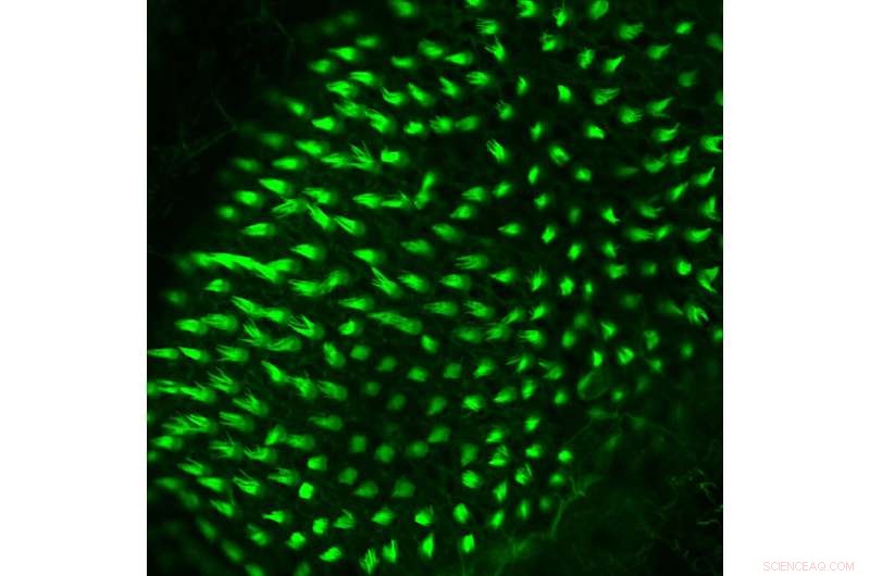 New Genomics Breakthrough: Protein Network Restores Hearing in Zebrafish