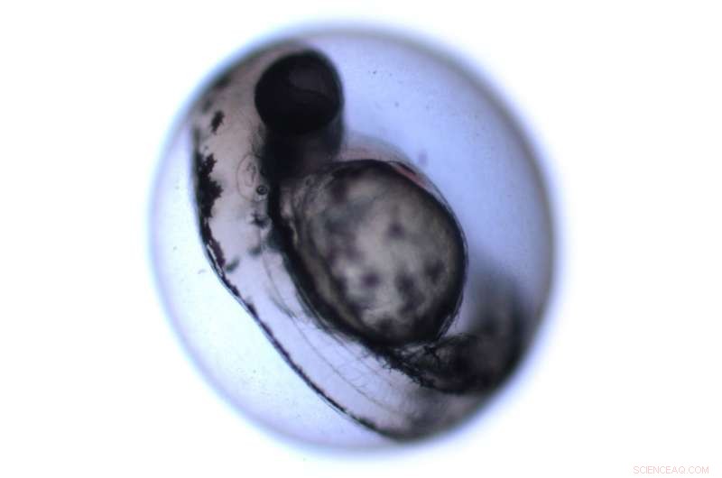 New Genomics Breakthrough: Protein Network Restores Hearing in Zebrafish