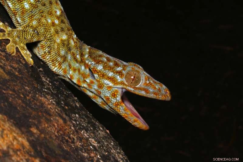 Ecologists Warn: Trade of Tokay Geckos for Pets and Traditional Medicine Threatens Populations