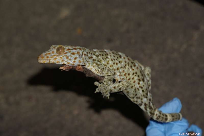 Ecologists Warn: Trade of Tokay Geckos for Pets and Traditional Medicine Threatens Populations