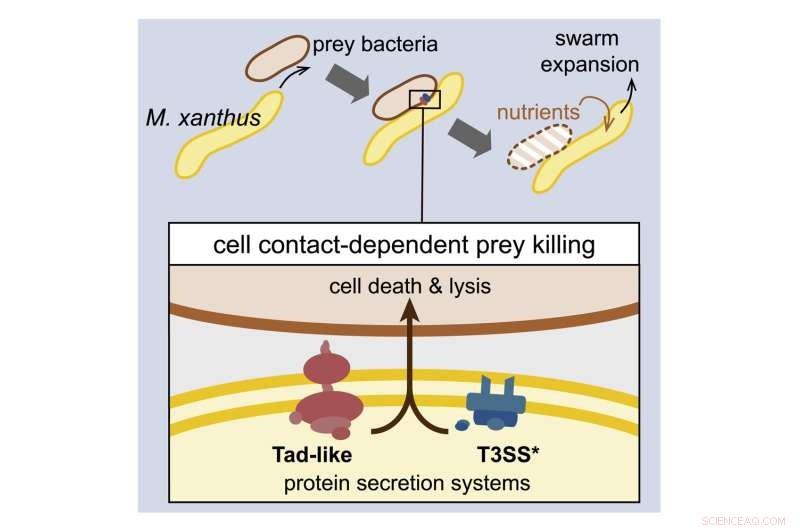 Exploring Bacterial Predation: Mechanisms and Ecological Impact