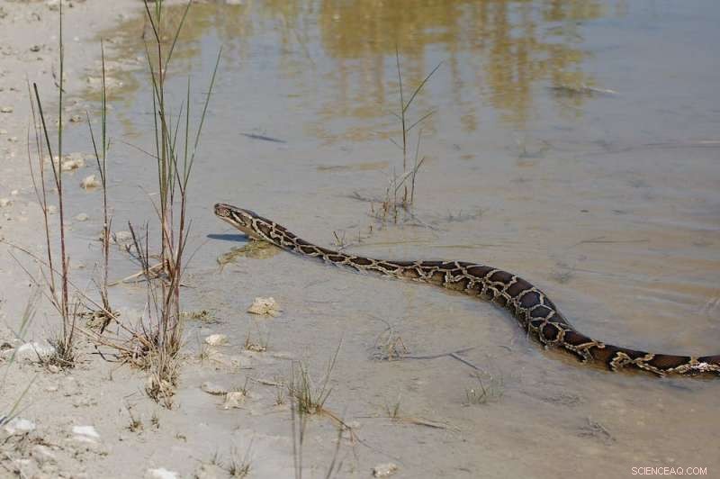 Global Economic Losses Reach Billions Due to Invasive Reptiles and Amphibians