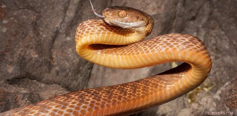 Global Economic Losses Reach Billions Due to Invasive Reptiles and Amphibians