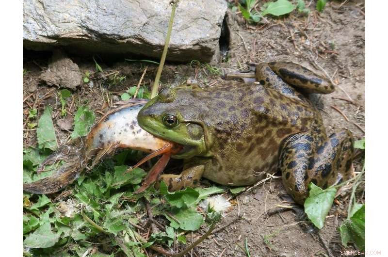 Global Economic Losses Reach Billions Due to Invasive Reptiles and Amphibians