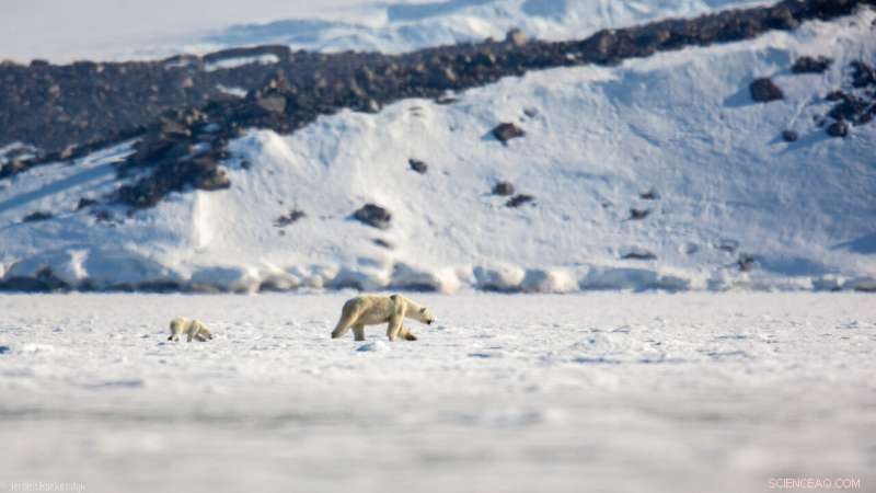 Drone Surveillance Uncovers Ringed Seal Populations Amid Rapid Arctic Change