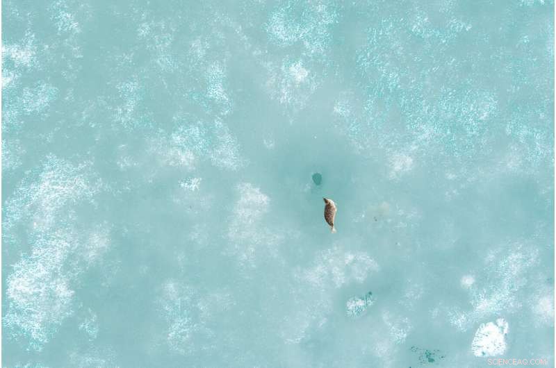 Drone Surveillance Uncovers Ringed Seal Populations Amid Rapid Arctic Change