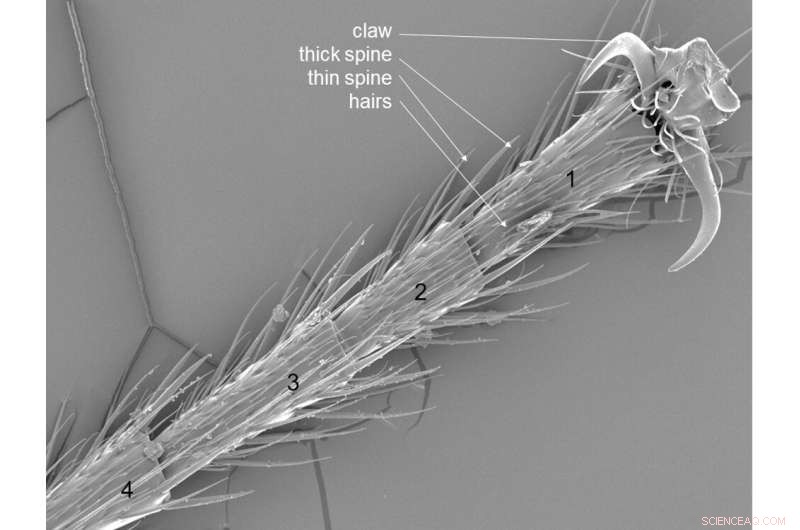 How Ants Crawl on Walls: Biologist Uncovers Sticky, Spiky, Gravity-Defying Mechanism