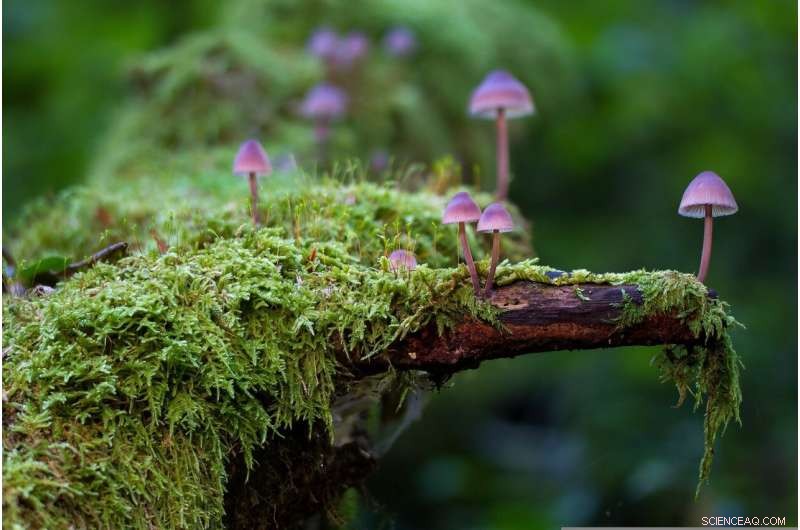 How Fungi and Insect Herbivores Shape Forest Herb Diversity: The Role of Plant Traits and Tree Community Composition