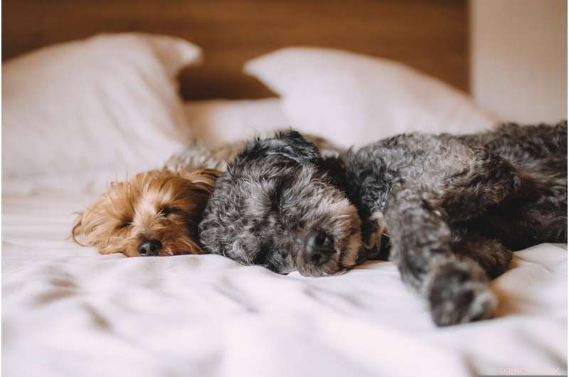 New Genetic Findings Promise Improved Diagnosis and Treatment for Common Canine Soft Tissue Sarcomas