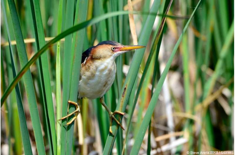 Chicago‑Area Wetlands: 3-Year Study Reveals How Waterbirds Thrive Amid Urbanization