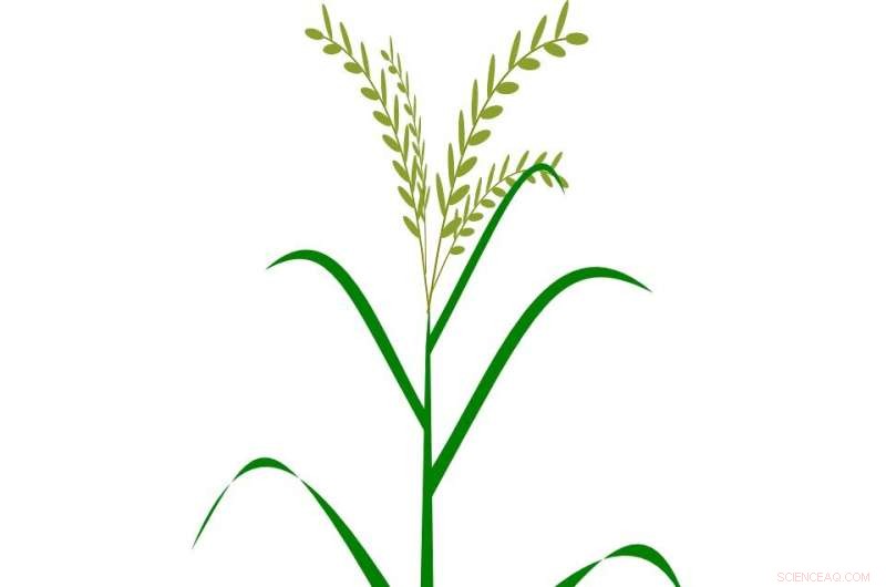 Multi-Source Isotope Analysis Reveals Crop Water Use Strategies in Hyper-Arid Regions