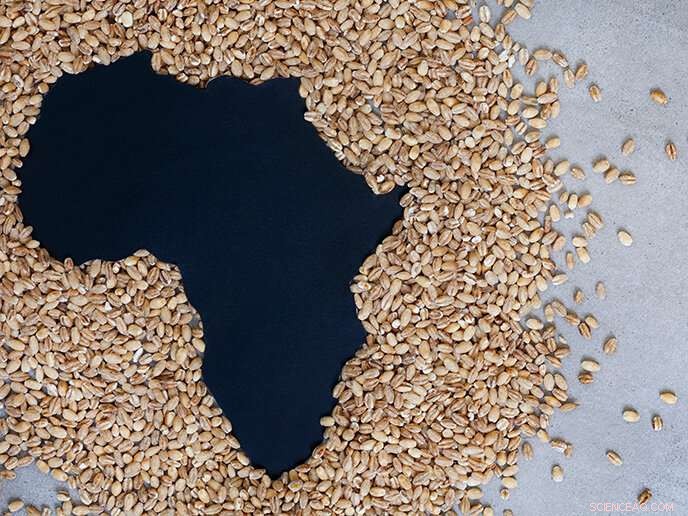 African Crops Offer Nutrient-Dense, Gluten-Free Solutions to End Malnutrition