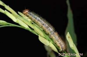 New Study Reveals How Hotter Fall Temperatures Threaten Monarch Butterflies and Other Insects