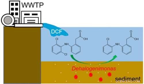Novel Dehalogenimonas Strain Effectively Dechlorinates Diclofenac Pollution