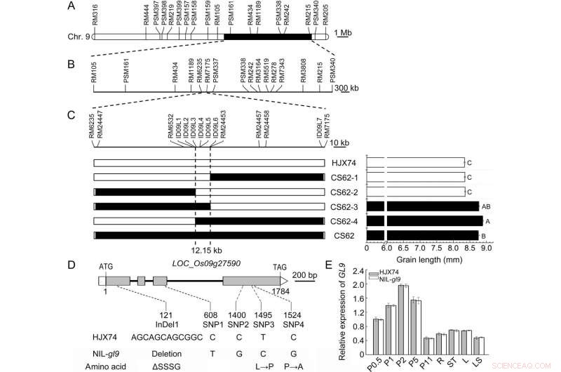 Breakthrough Study Reveals Gene GL9’s Role in Enhancing Rice Grain Size and Reducing Chalkiness