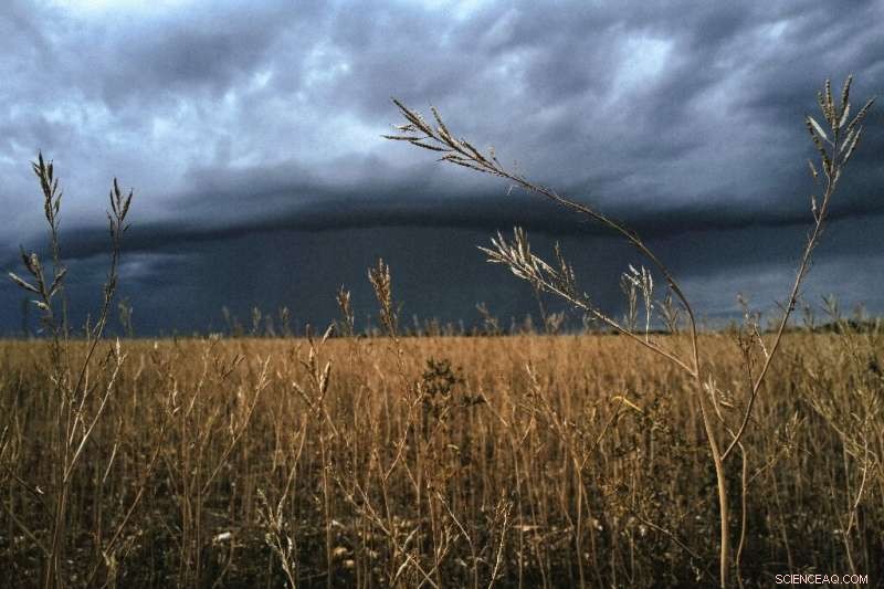 Dijon Mustard Shortage Explained: Causes and Consumer Impact