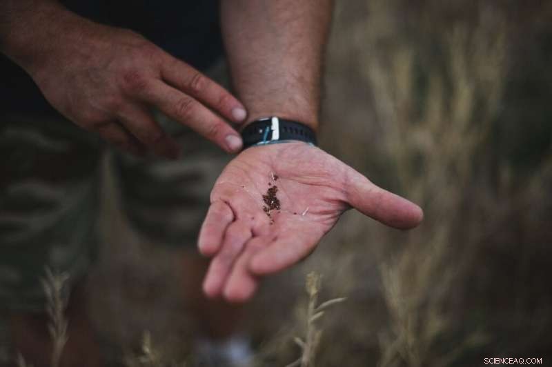 Dijon Mustard Shortage Explained: Causes and Consumer Impact