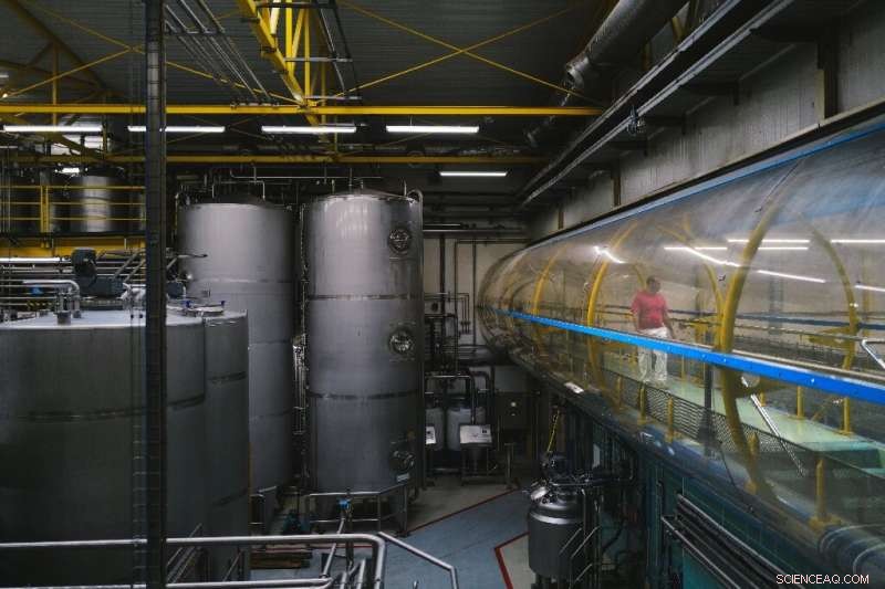 Dijon Mustard Shortage Explained: Causes and Consumer Impact