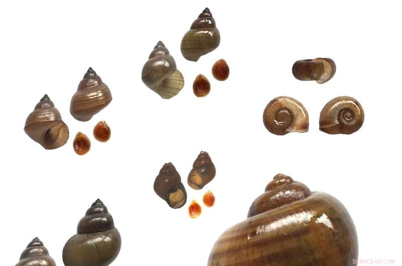 Swimmer’s Itch: Understanding the Causes of This Overlooked Snail‑Borne Parasite