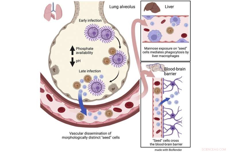 New Study Reveals Shrinking Fungus Boosts Brain Infection