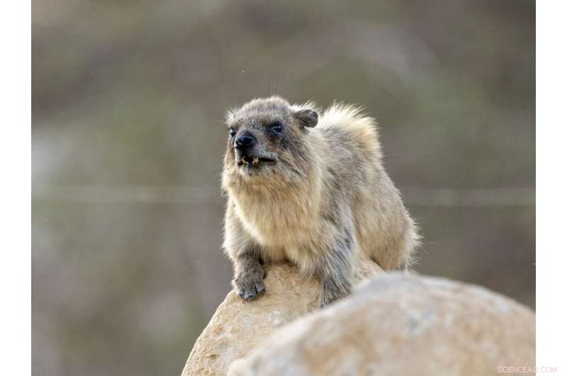 Rhythmic Precision Boosts Mating Success in Male Rock Hyraxes