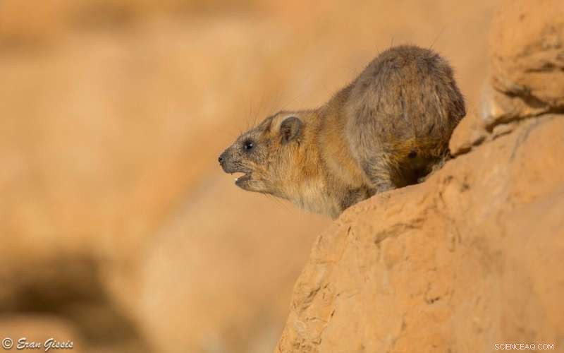 Rhythmic Precision Boosts Mating Success in Male Rock Hyraxes
