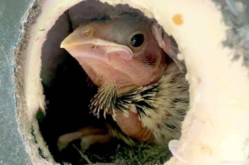 Cowbird Chicks Succeed Best With Two Warbler Nestmates, According to New Study