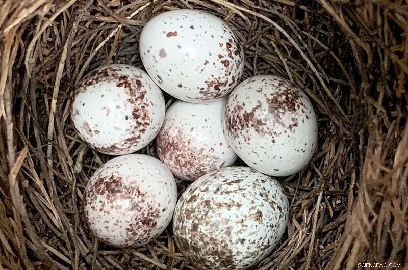 Cowbird Chicks Succeed Best With Two Warbler Nestmates, According to New Study