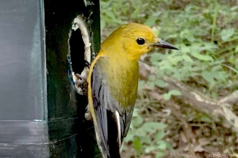 Cowbird Chicks Succeed Best With Two Warbler Nestmates, According to New Study