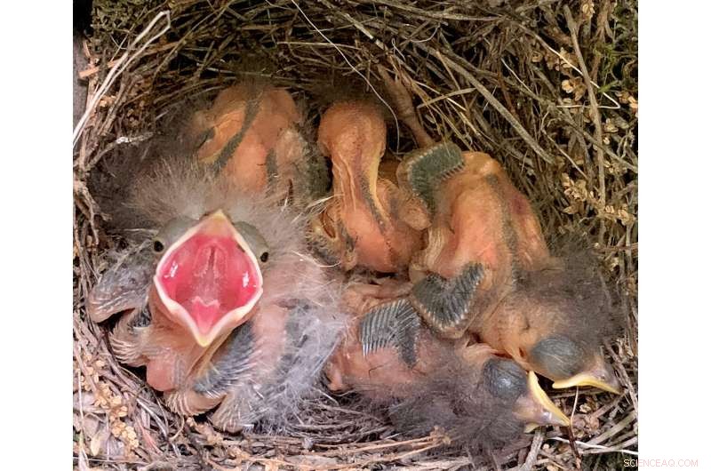 Cowbird Chicks Succeed Best With Two Warbler Nestmates, According to New Study