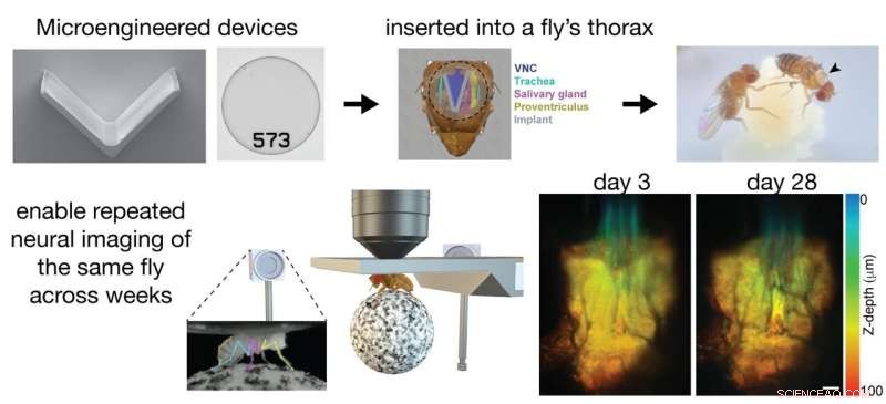 Revolutionary Implant Technique Grants Unprecedented Optical Access to Fruit Fly Neural Circuitry