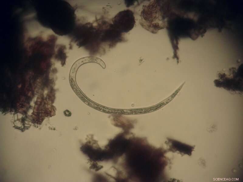 Soil Moisture Determines Nematode Speed—New Findings Guide Farmers  Irrigation